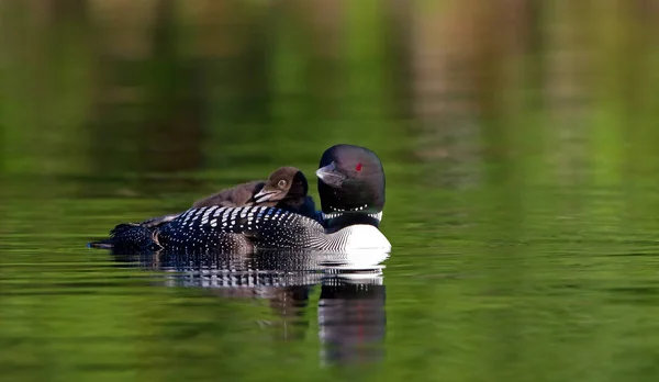 Gemeenschappelijke Loon Gavia Immer Zwemmen Met Kuiken Haar Rug Zomer — Stockfoto