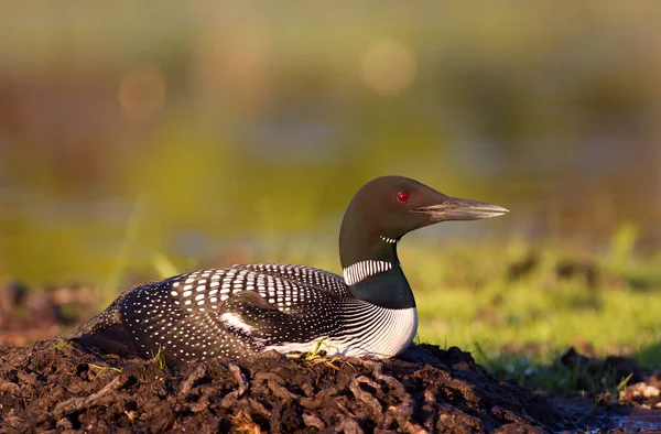 Common Loon Gavia Immer Sitting Nest Two Eggs Incubating — Stock Photo, Image