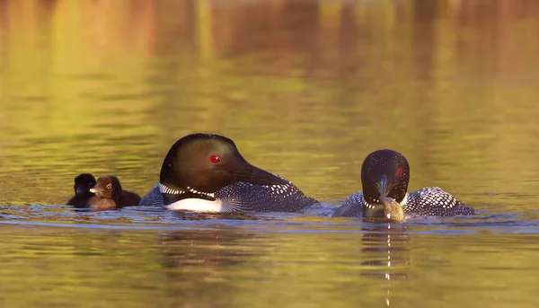 Common Loon Gavia Immer Feeding Chick Quiet Lake Summer Canada — Stock Photo, Image