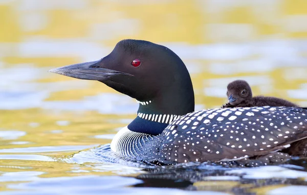 Common Loon Gavia Immer Swimming Chick Her Back Summertime — Stock Photo, Image