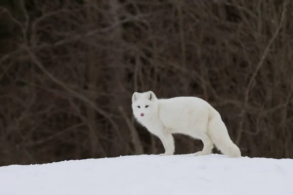 Arctic fox (Vulpes lagopus) sitting in the snow in winter in Canada