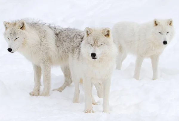 Arktyczny Wilki Canis Lupus Arctos Stojący Snow Zima — Zdjęcie stockowe