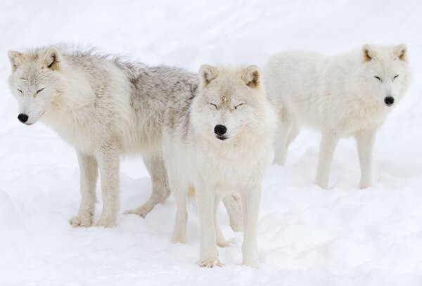 Arctic wolves (Canis lupus arctos) standing in the winter snow