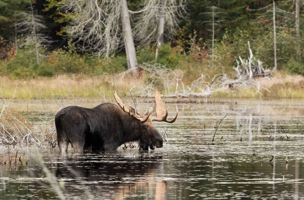 Bull Moose (Alces alces) grazing in a pond in autumn in Algonquin Park, Canada
