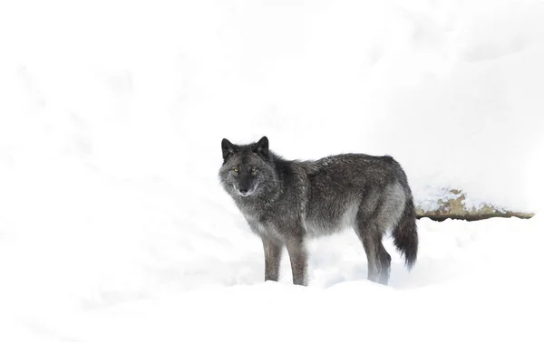 Schwarzer Wolf Canis Lupus Steht Winterschnee — Stockfoto