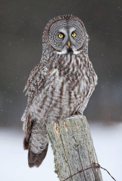 Great grey owl (Strix nebulosa) sitting on post in winter in Canada