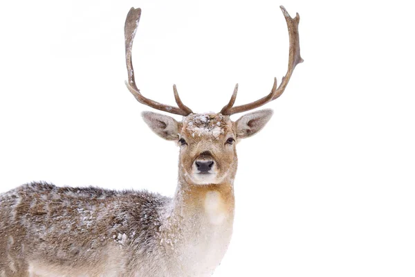 Cervo Riposo Nella Neve Invernale Guardando Fotocamera — Foto Stock