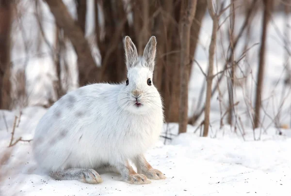 Zając Lepus Americanus Zimie — Zdjęcie stockowe