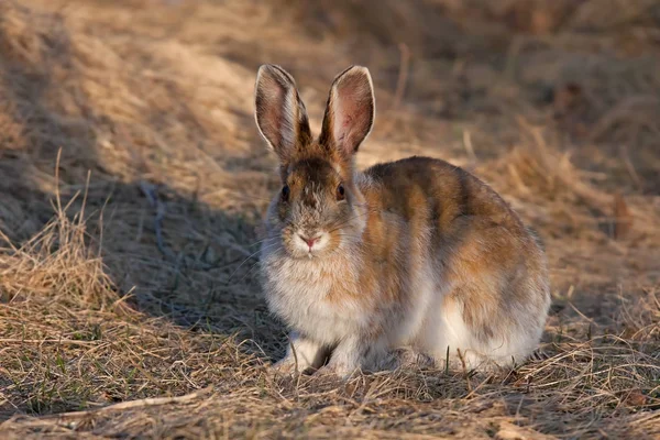 Lebre Sapato Neve Lepus Americanus Primavera — Fotografia de Stock