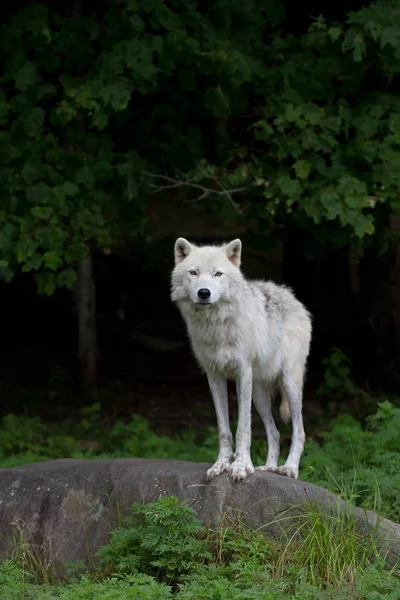 Арктичних Вовк Canis Lupus Arctos Стоїть Кам Янистій Скелі Осінь — стокове фото