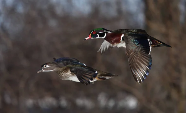 Patos Madeira Aix Sponsa Voando Inverno — Fotografia de Stock