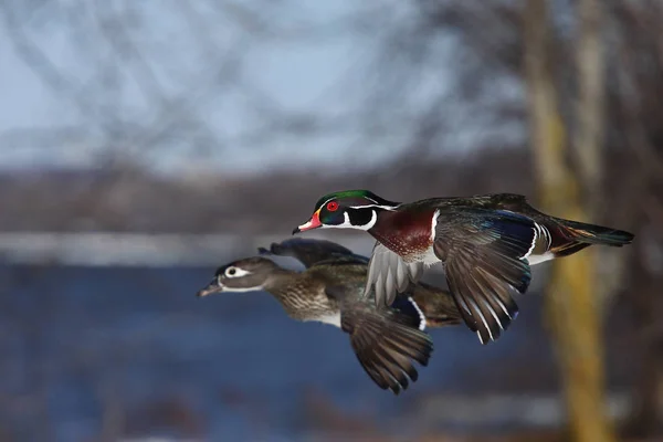 Patos Madeira Aix Sponsa Voando Inverno — Fotografia de Stock