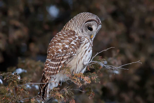 Barred Owl Strix Varia Perched Branch Winter — Stock Photo, Image