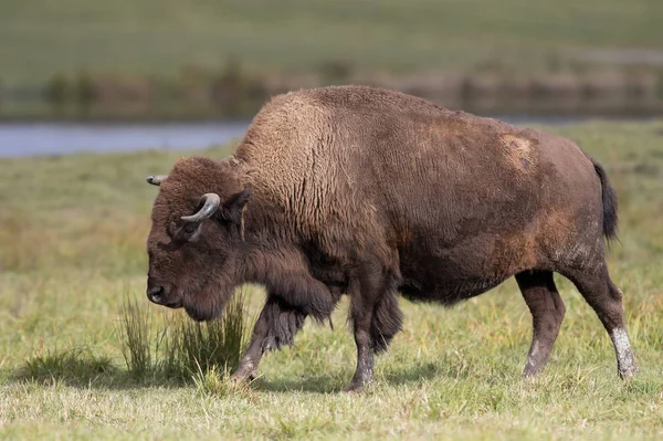 Bison Amérique Buffalo Debout Dans Une Prairie Herbeuse — Photo