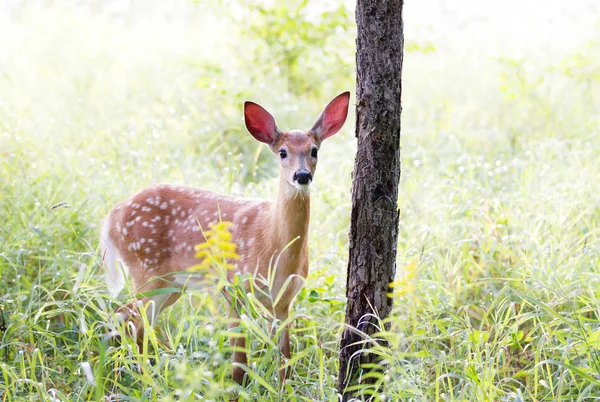 Weißschwanz Rehkitz Wald — Stockfoto