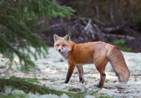 Red Fox Vulpes Vulpes Algonquin Park Canada Autumn — Stock Photo, Image