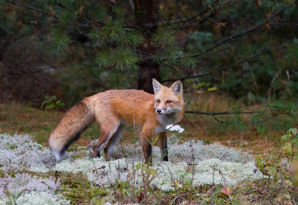 Red Fox Vulpes Vulpes Algonquin Park Canada Autumn — Stock Photo, Image