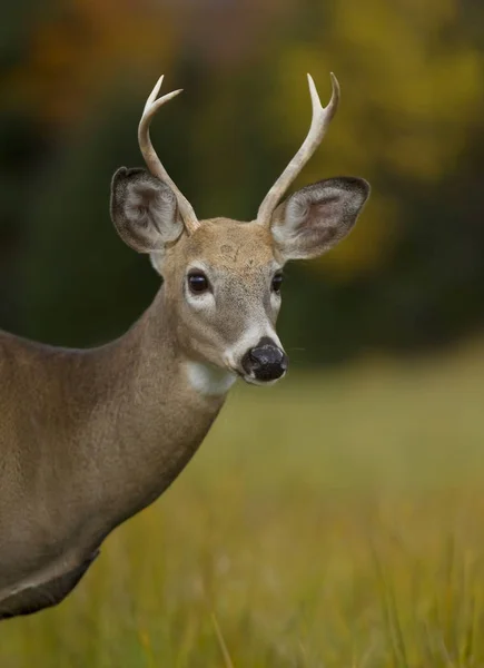 Cerf Virginie Gros Plan Dans Une Prairie Automne Pendant Ornière — Photo