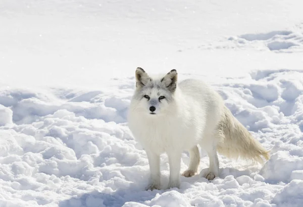 Sarkvidéki Róka Vulpes Lagopus Áll Hóban Télen Kanadában — Stock Fotó