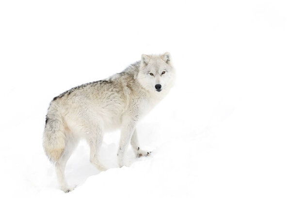 Arctic wolf (Canis lupus arctos) walking in the winter snow
