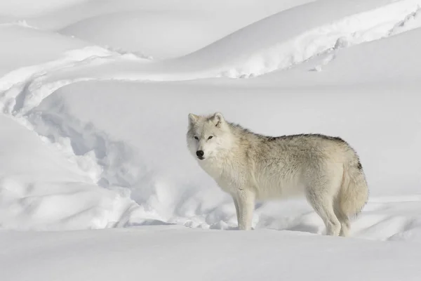 Lobo Ártico Canis Lupus Arctos Caminhando Neve Inverno Canadá — Fotografia de Stock