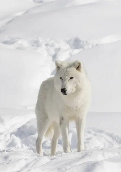 Lobo Ártico Canis Lupus Arctos Caminhando Neve Inverno Canadá — Fotografia de Stock