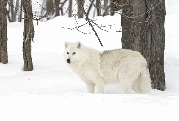 Lobo Ártico Canis Lupus Arctos Caminando Nieve Invernal Canadá —  Fotos de Stock