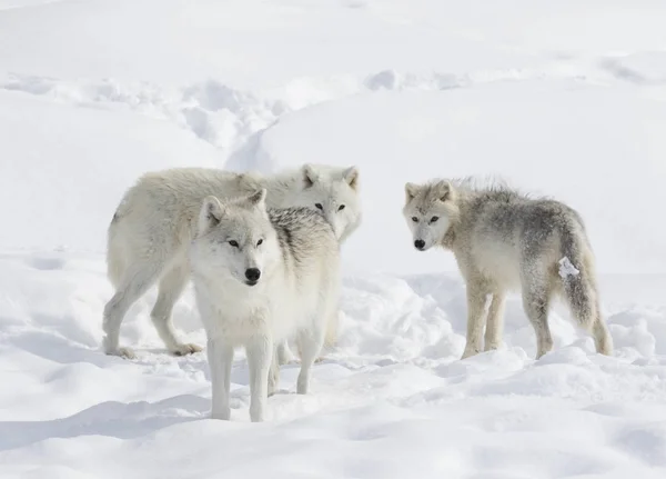 Lupi Artici Canis Lupus Arctos Piedi Nella Neve Invernale — Foto Stock