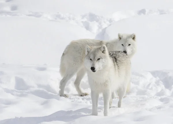 Polarwölfe Canis Lupus Arctos Stehen Winterschnee — Stockfoto