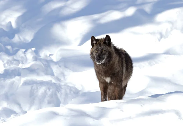 Zwarte Wolf Canis Lupus Zitten Wintersneeuw Canada — Stockfoto