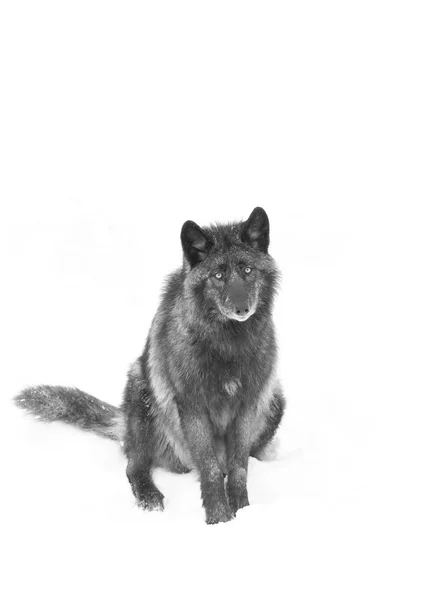 Black Wolf Canis Lupus Sitting Winter Snow Canada — Stock Photo, Image