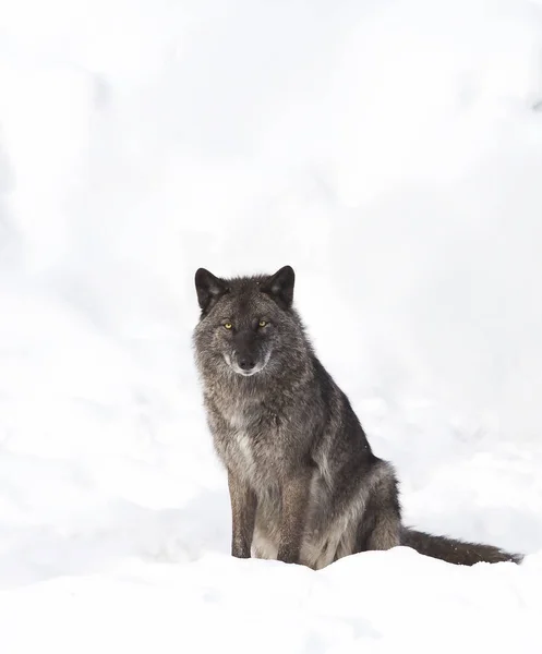 Lobo Negro Canis Lupus Sentado Nieve Invierno Canadá — Foto de Stock