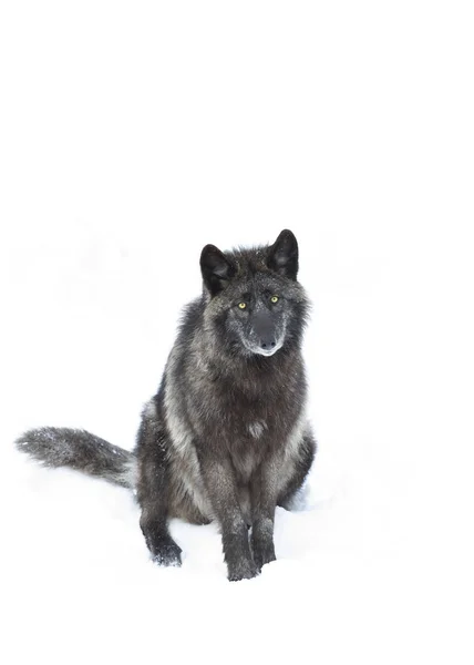 Czarny Wilk Canis Lupus Siedzi Zimie Kanada — Zdjęcie stockowe