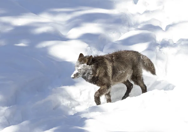 Lobo Negro Canis Lupus Com Neve Nariz Andando Neve Inverno — Fotografia de Stock