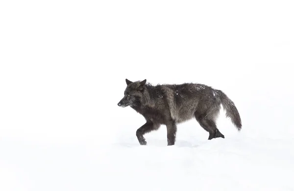 Zwarte Wolf Canis Lupus Lopen Wintersneeuw Canada — Stockfoto