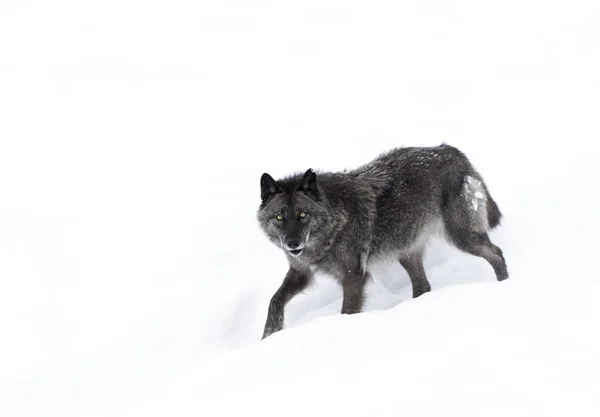 Black wolf (Canis lupus) walking in the winter snow in Canada