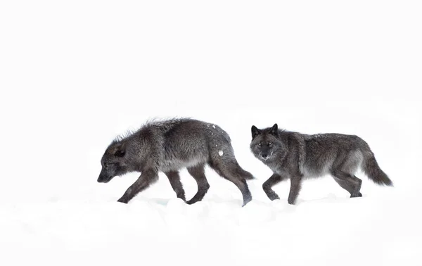 Czarne Wilki Canis Lupus Spaceru Snow Zima — Zdjęcie stockowe