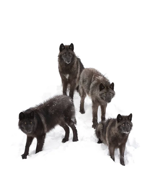 Czarne Wilki Canis Lupus Stojący Snow Zima — Zdjęcie stockowe
