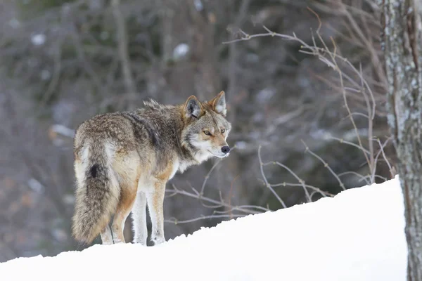 Coyote Solitario Che Cammina Nella Neve Invernale Canada — Foto Stock