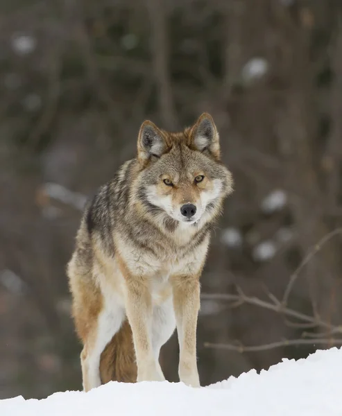 Een Eenzame Coyote Wandelen Wintersneeuw Canada — Stockfoto