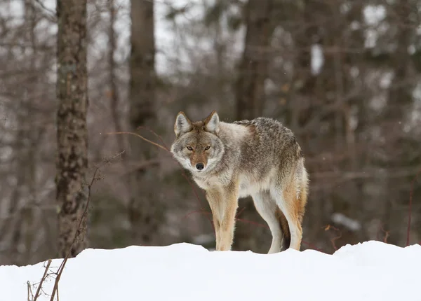 Coyote Solitario Caminando Nieve Invernal Canadá — Foto de Stock