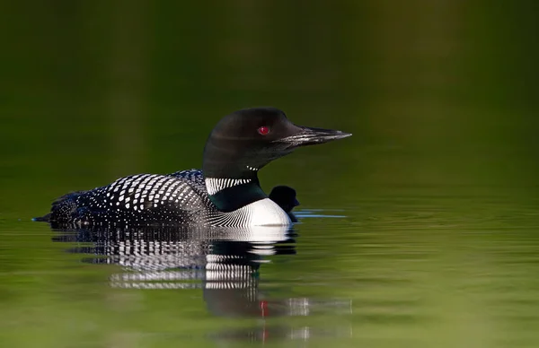 Common Loon Gavia Immer Chick Her Side Quiet Lake Summer Stock Photo