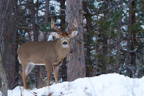 White Tailed Deer Buck Standing Winter Forest Canada Stock Picture