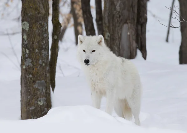 Arctische Wolf Canis Lupus Arctos Lopen Wintersneeuw Stockfoto