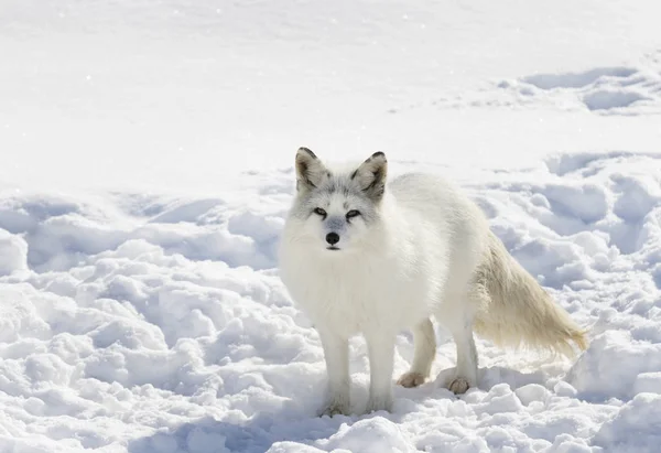 加拿大冬季站在雪地里的北冰洋狐狸 图库照片