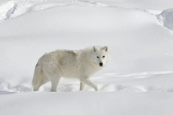 北极狼 Arctos 在加拿大冰雪中漫步 免版税图库照片