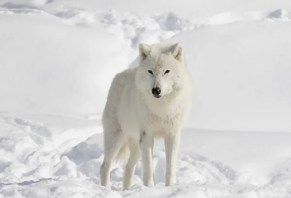 Arctic Wolf Canis Lupus Arctos Walking Winter Snow Canada Stock Photo