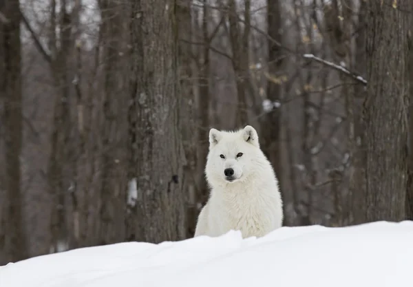 Arctische Wolf Canis Lupus Arctos Lopen Wintersneeuw Canada Stockafbeelding