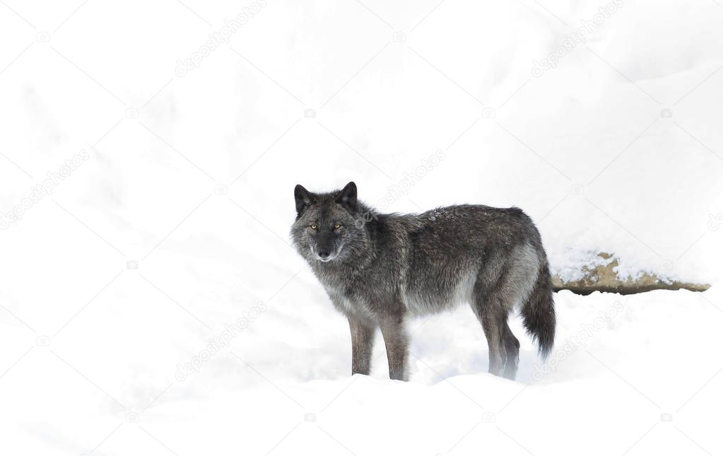 Black wolf (Canis lupus) standing in the winter snow