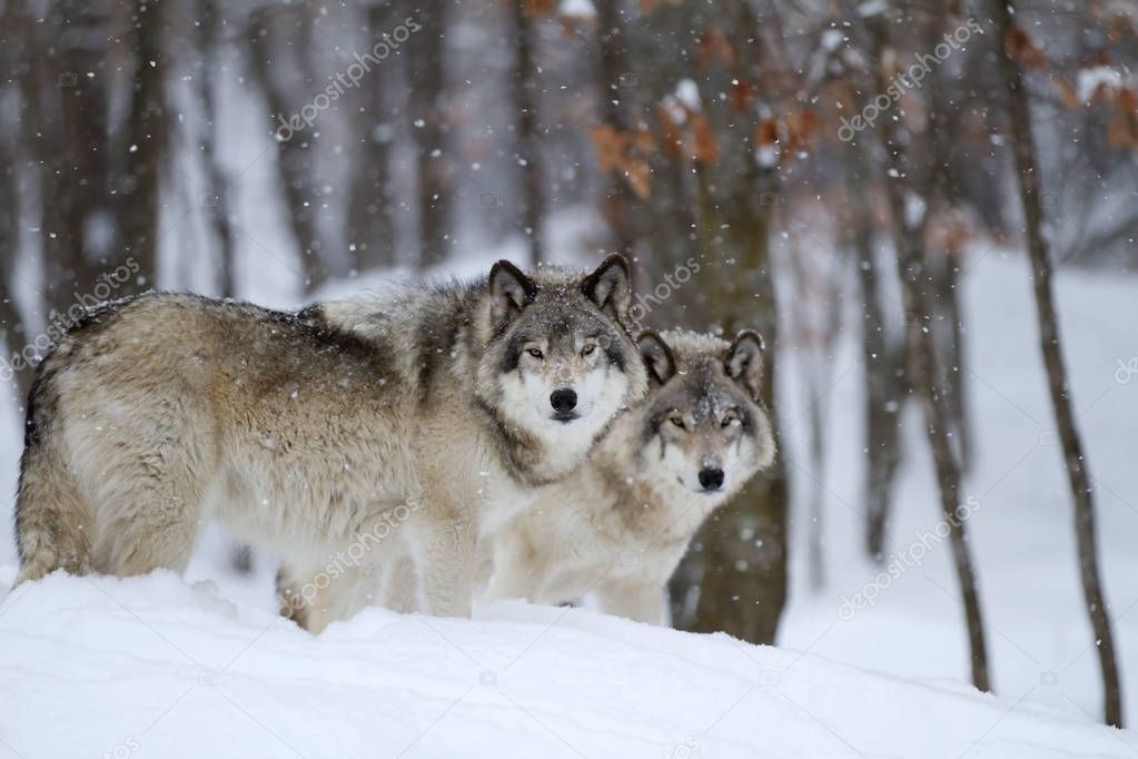 Timber wolves (Canis lupus) standing in the winter snow
